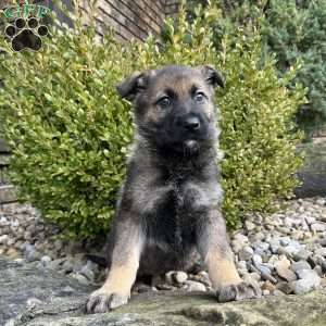 Tessa, German Shepherd Puppy