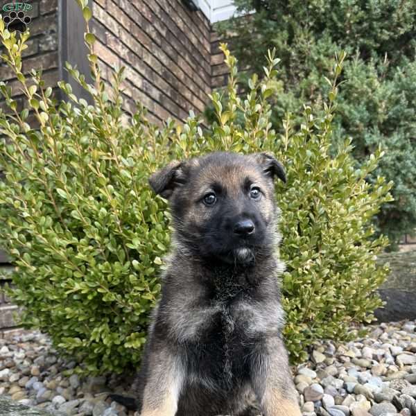 Tessa, German Shepherd Puppy