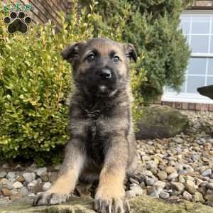 Tessa, German Shepherd Puppy