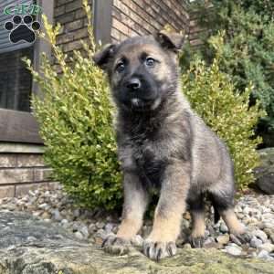 Tessa, German Shepherd Puppy