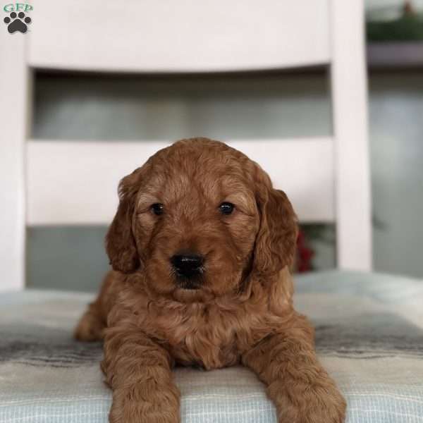 Noah, Goldendoodle Puppy