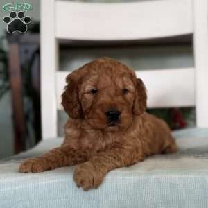 Noah, Goldendoodle Puppy