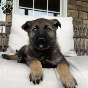 Tessa, German Shepherd Puppy