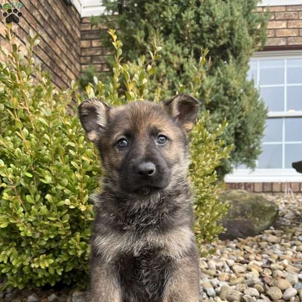 Bane, German Shepherd Puppy