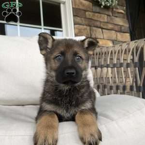 Bane, German Shepherd Puppy
