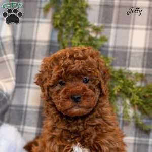 Jolly, Toy Poodle Puppy