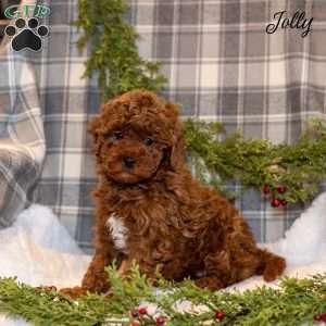Jolly, Toy Poodle Puppy