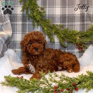 Jolly, Toy Poodle Puppy