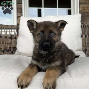 Bane, German Shepherd Puppy