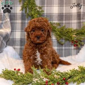 Jolly, Toy Poodle Puppy