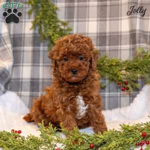 Jolly, Toy Poodle Puppy