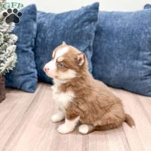 Bethany, Pomsky Puppy