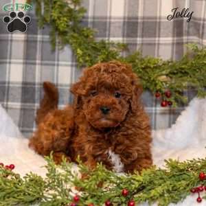 Jolly, Toy Poodle Puppy