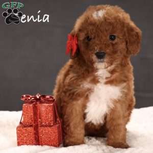 Senia, Mini Goldendoodle Puppy