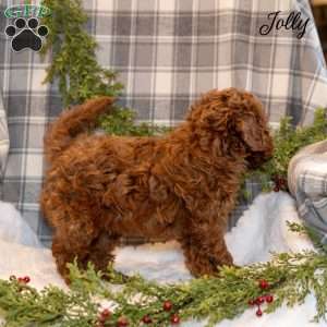 Jolly, Toy Poodle Puppy