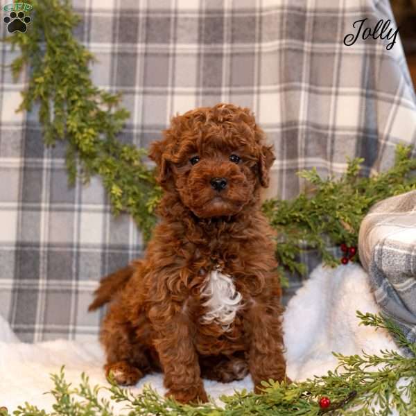 Jolly, Toy Poodle Puppy