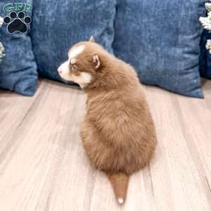 Bethany, Pomsky Puppy