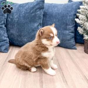 Bethany, Pomsky Puppy
