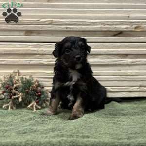 Missy, Borderdoodle Puppy