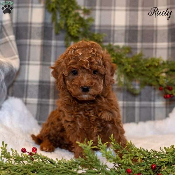 Rudy, Toy Poodle Puppy