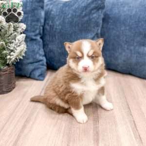 Bethany, Pomsky Puppy