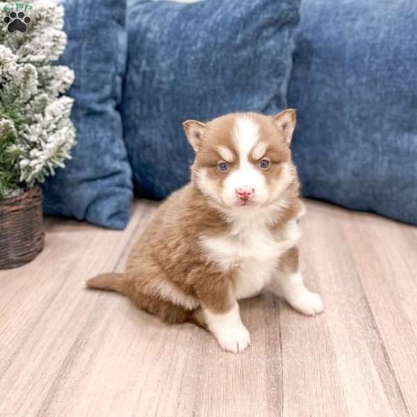 Bethany, Pomsky Puppy