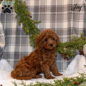 Joy, Toy Poodle Puppy