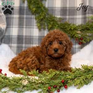 Joy, Toy Poodle Puppy