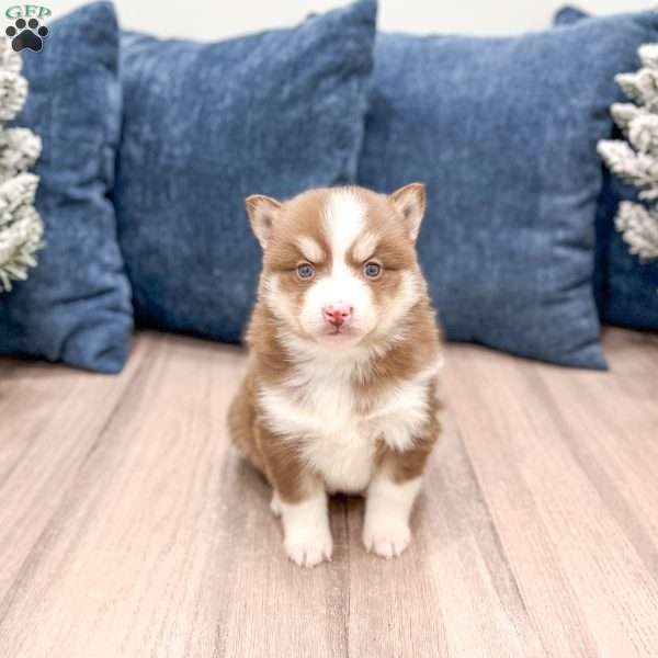 Bethany, Pomsky Puppy