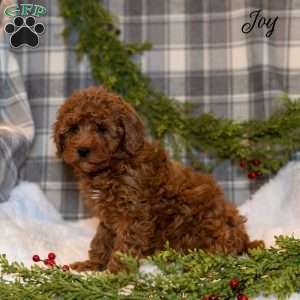 Joy, Toy Poodle Puppy