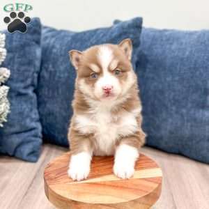 Bethany, Pomsky Puppy