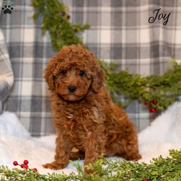 Joy, Toy Poodle Puppy