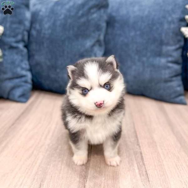 Braden, Pomsky Puppy