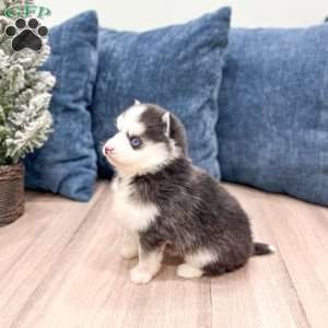 Braden, Pomsky Puppy