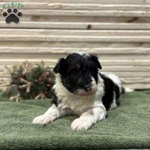 Ace, Borderdoodle Puppy