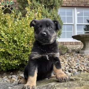 Juno, German Shepherd Puppy