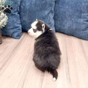 Braden, Pomsky Puppy