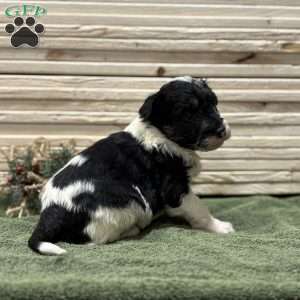 Ace, Borderdoodle Puppy