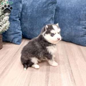 Braden, Pomsky Puppy