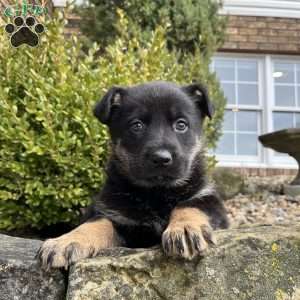 Juno, German Shepherd Puppy