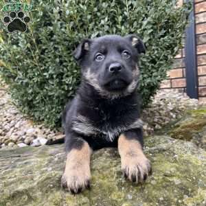Juno, German Shepherd Puppy