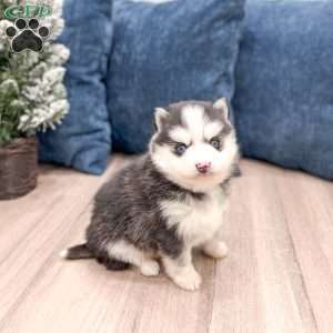 Braden, Pomsky Puppy