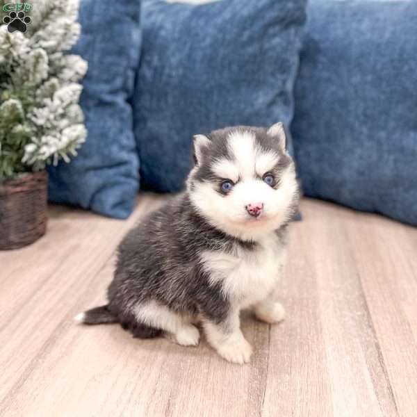 Braden, Pomsky Puppy
