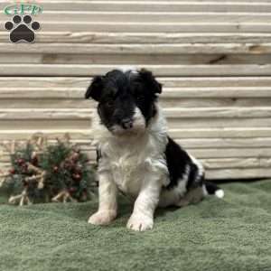 Ace, Borderdoodle Puppy