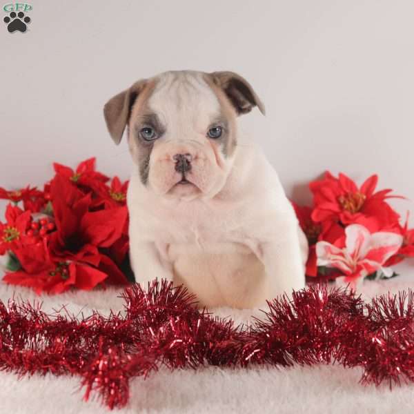 Snowflake, English Bulldog Puppy