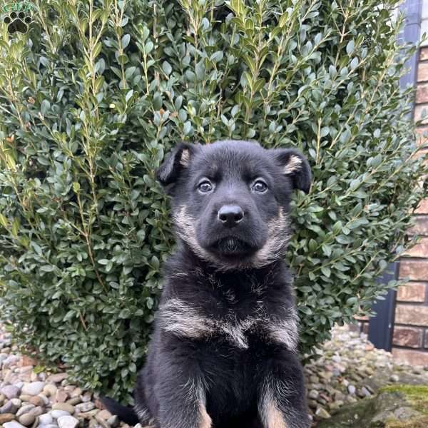 Juno, German Shepherd Puppy