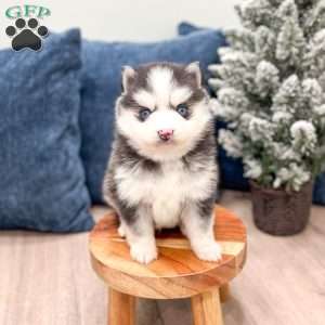 Braden, Pomsky Puppy