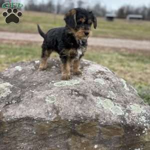 Nutmeg, Cavalier King Charles Mix Puppy