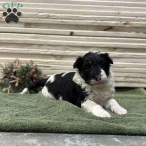 Ace, Borderdoodle Puppy