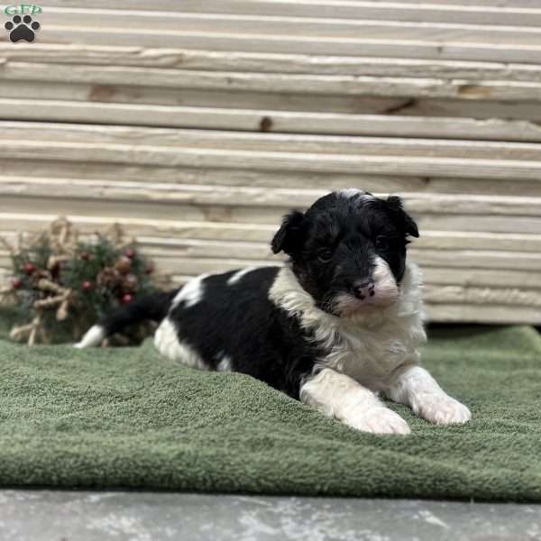 Ace, Borderdoodle Puppy